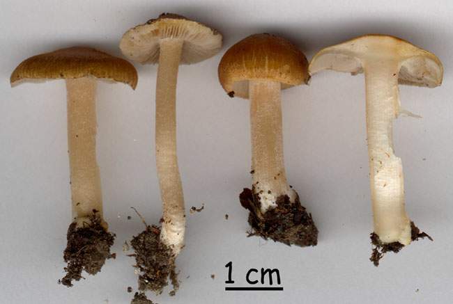 Inocybe pelargonium